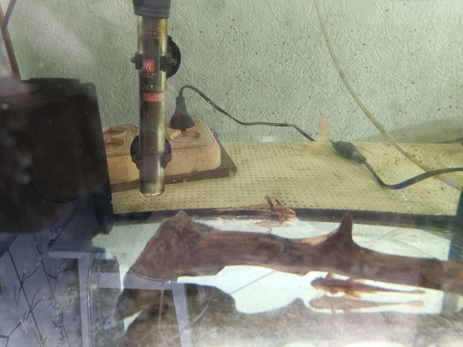 Лорикария красная гнездо