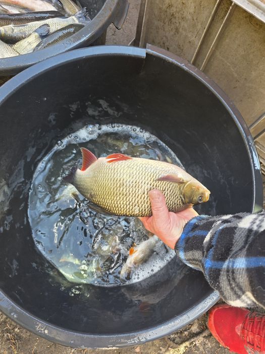 Amur karp tołpyga lin koi