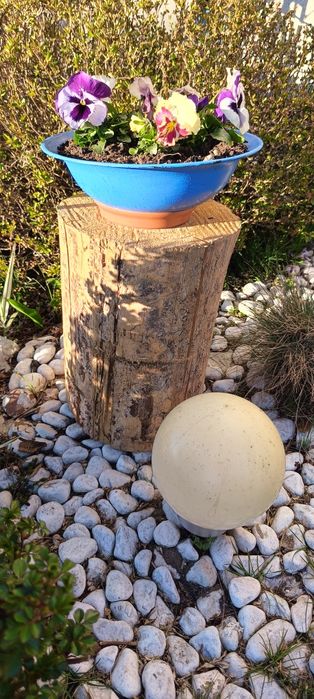 Pieniek z drewna, okorowany.