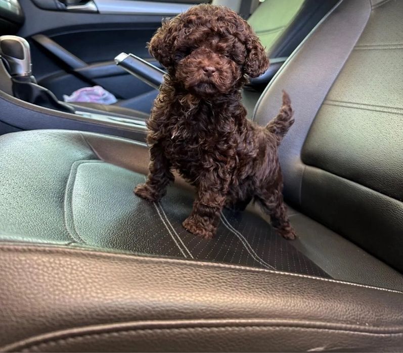 Той пудель мальчик шоколад