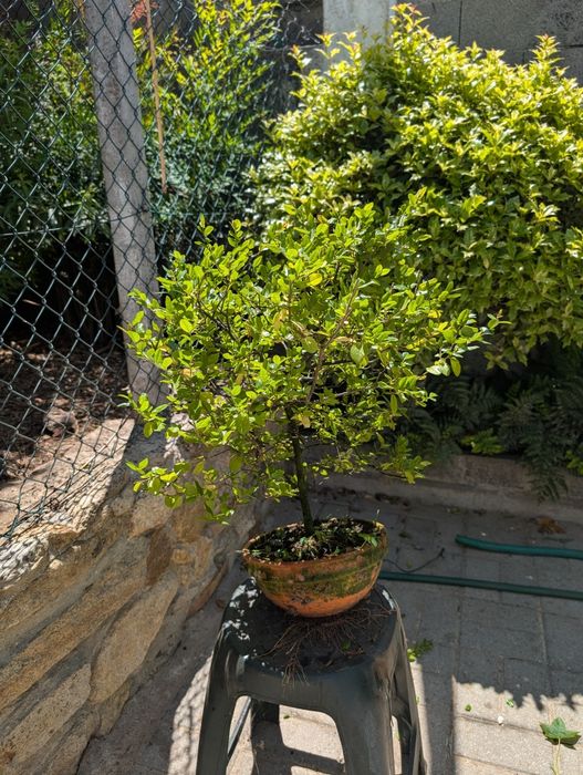 Bonsai Sageretia 3 anos