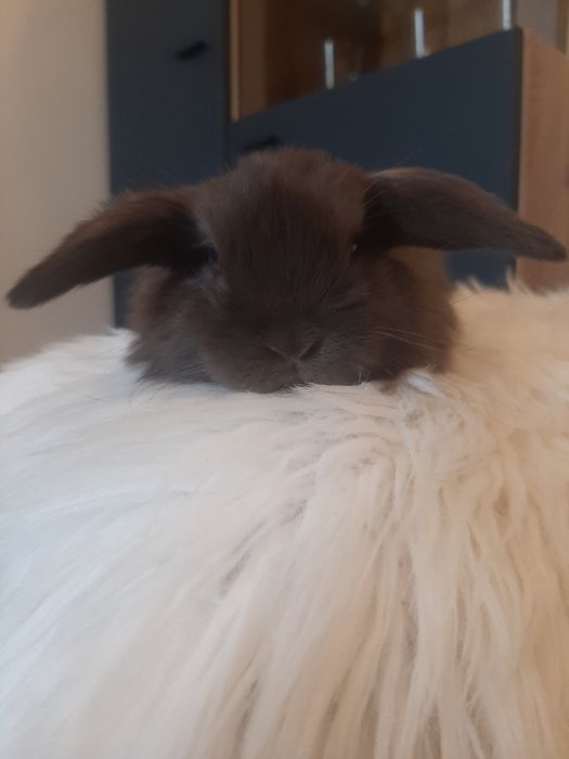 Króliki baranek miniaturka  karzełek mini lop