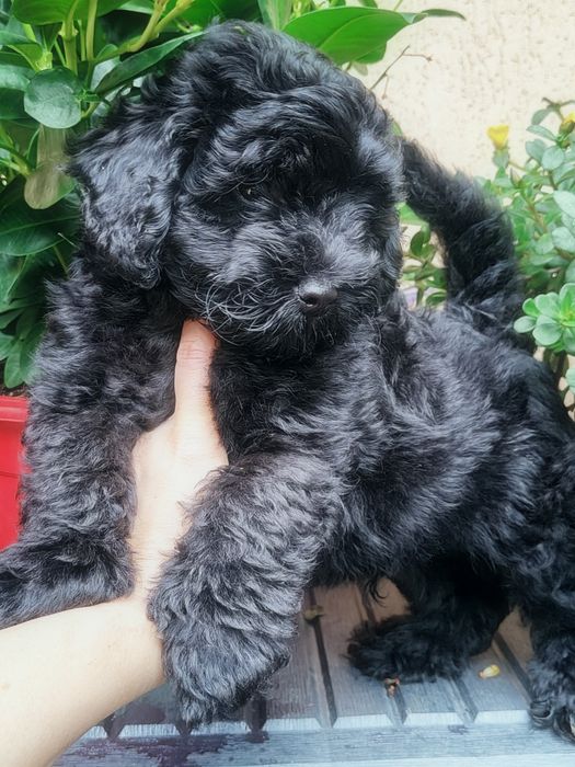Czarna suczką Maltipoo