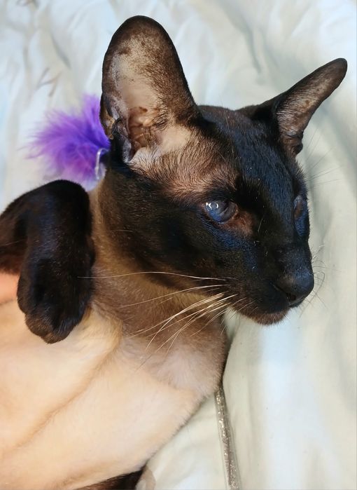 Орієнтальний кіт в'язка, ориентал вязка