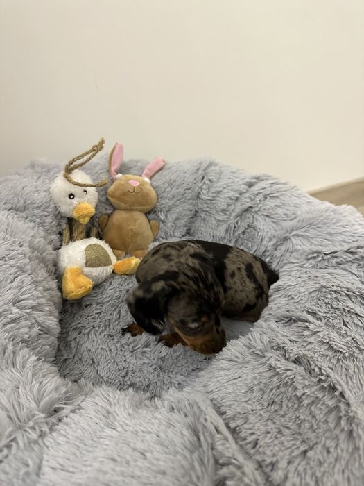 Цуценята такси, різні окраси