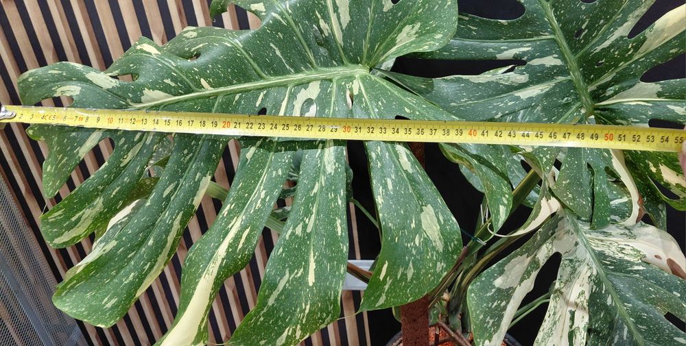 Piękna duża Monstera thai constellation