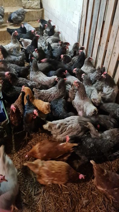 Kury nioski młode Rosa ogólnoużytkowe Dominant Messa Leghorn Sendy