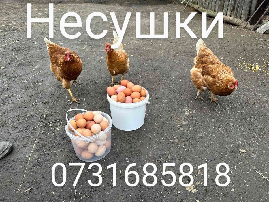 Курчата Цыплята несушки Ломан Браун Сенді Півні Петухи Петушки Петух