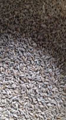 Pszenżyto 2025 poworkowane po 50kg