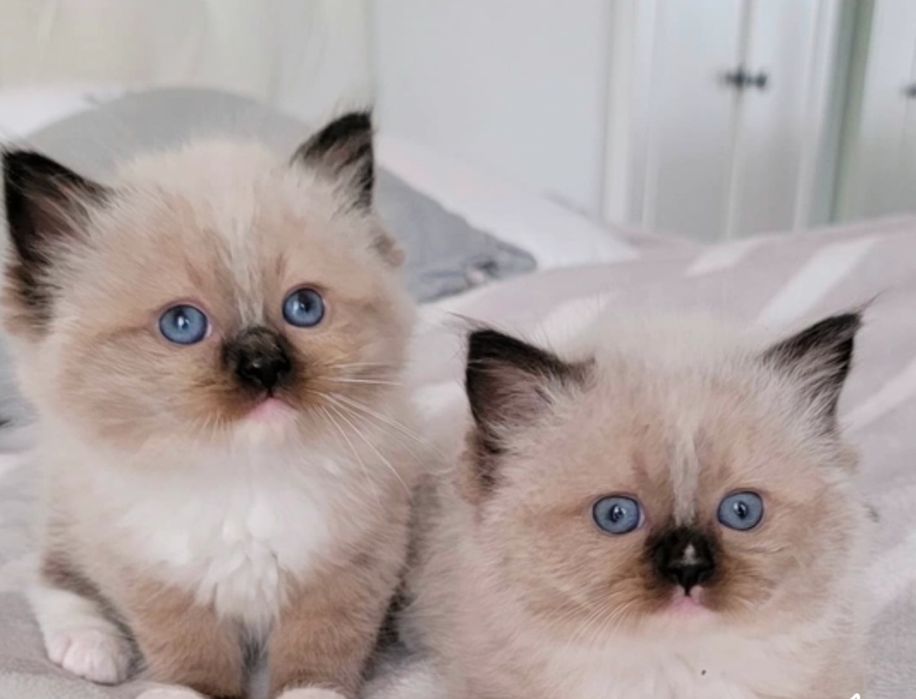 Котята для любви