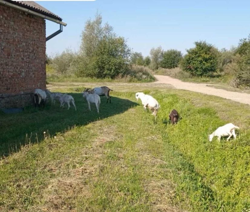 Продам кіз дійні