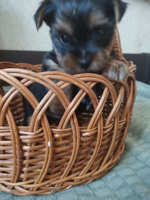 Міні йорки,дівчинка