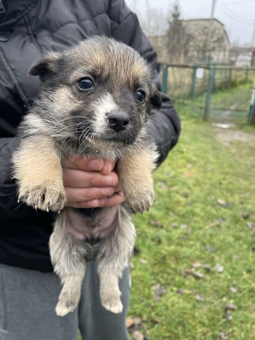 Маленькі песи- охоронці)