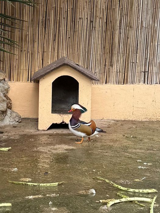 patos mandarim disponiveis