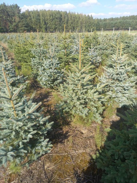 Świerk srebrny producent