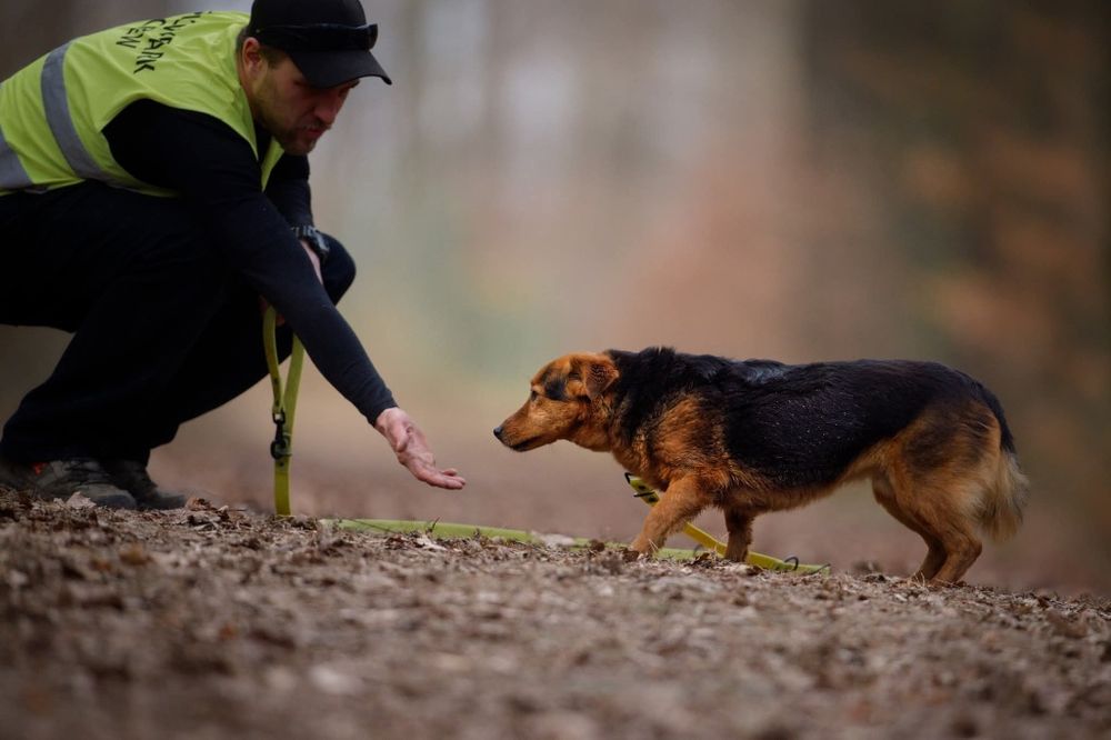 Ozi, maly spokojny piesek do adopcji
