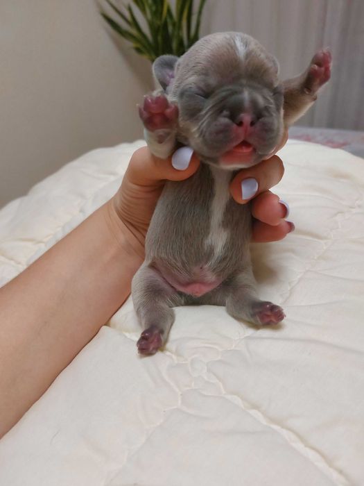 Цуценята французького бульдога