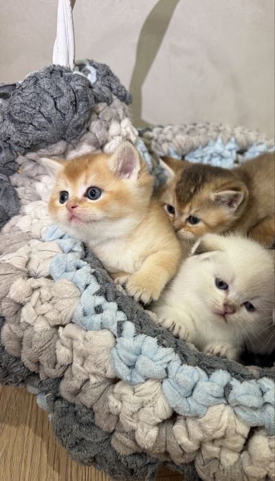 Продам котят Золотая Шиншилла