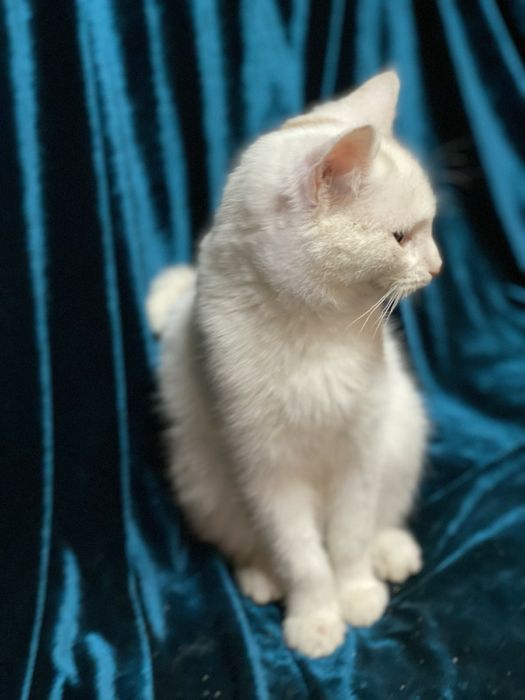 Отдам даром в добрые руки белоснежного котика метис ангоры