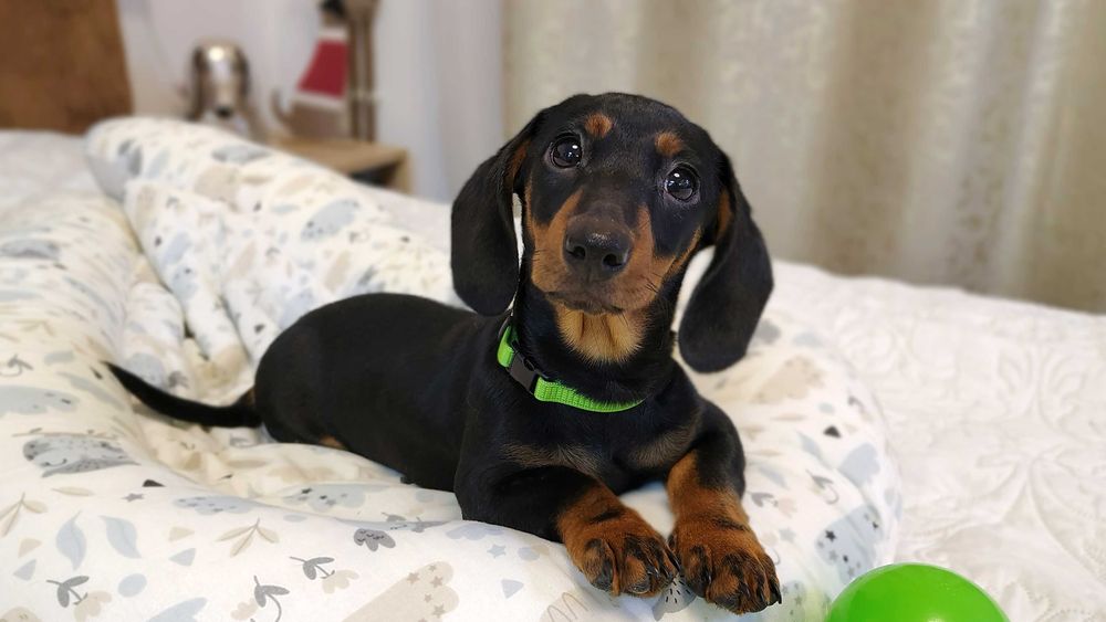 ZAREZERWOWANA Suczka Jamnik krótkowłosy czarna podpalana Kraków