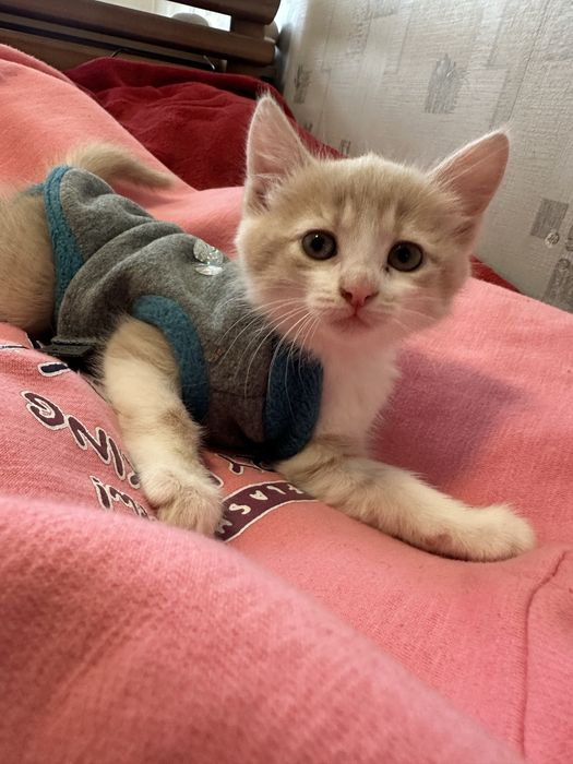 Кошеня ніжна дівчинка котенок Леся