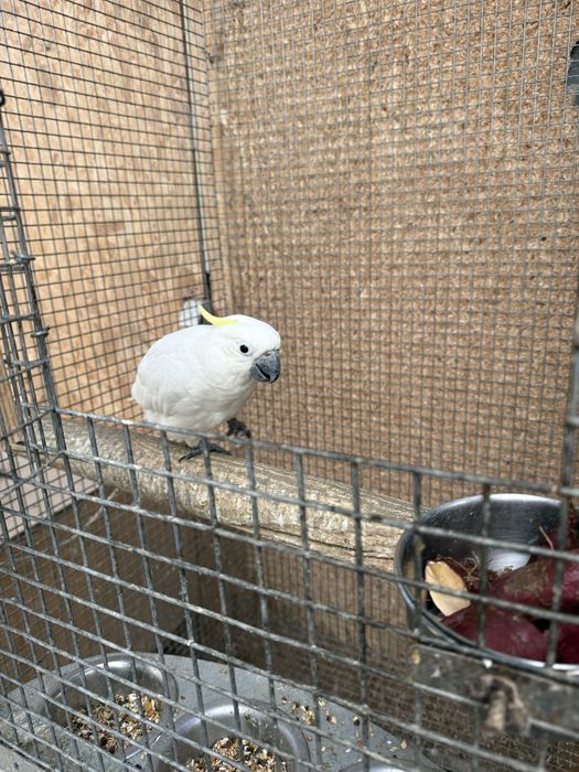 Cacatua galerita elonora macho 2026