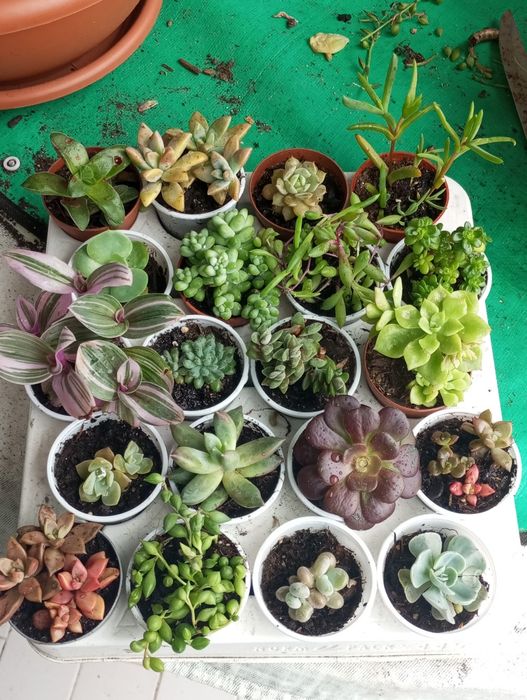 Pak de pequenas suculentas variadas 0,50€ cada uma.