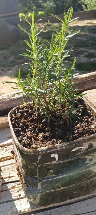 Planta Alecrim Biológico em Vaso