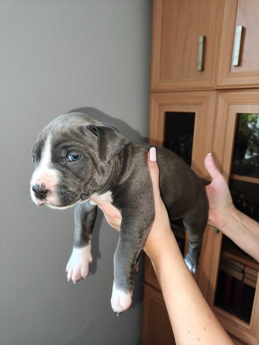 Amstaff Blue - piesek 1