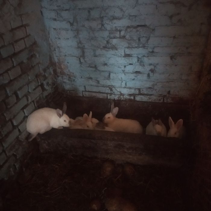 Кролики Термонці з Каліфорнією