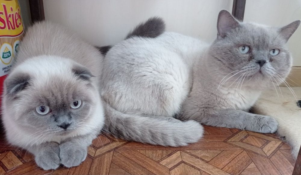 Кошенята плюшові шотландці