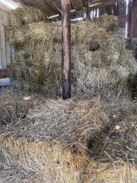 Продам ячмінь,сіно