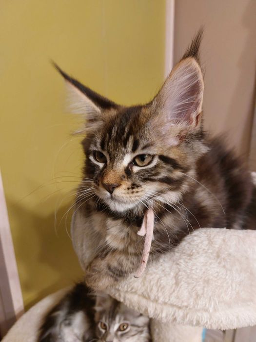 Koteczka rasy Maine Coon z rodowodem