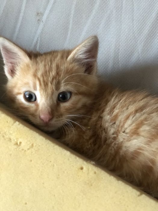 Котик, хлопчик,