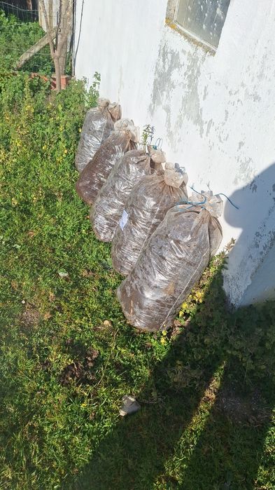 Estrume em BENAVENTE