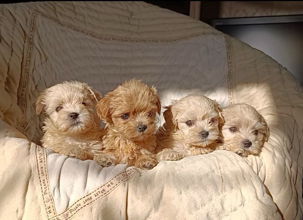 Мальтипу мини девочки и мальчики F1