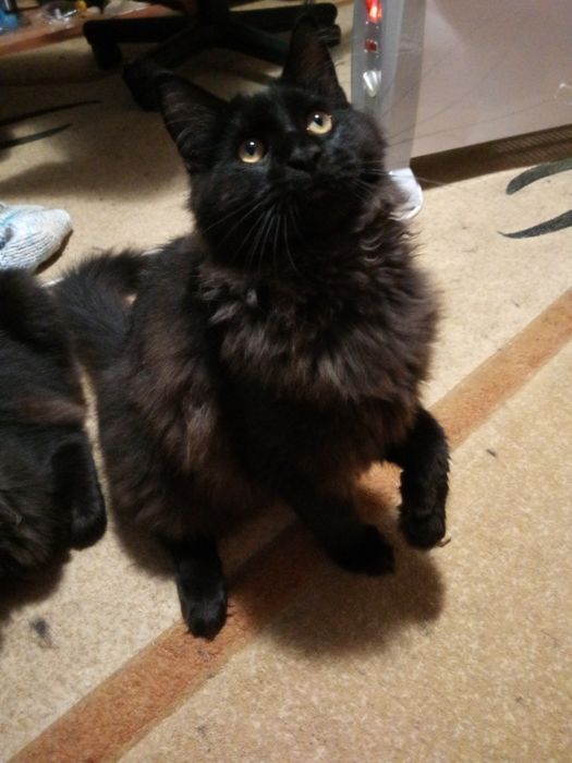 Продам шикарного  хлопчика Main Coon