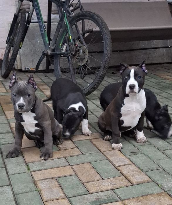 Две девочки Ам стаф. Свободны.