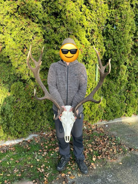 Trofeum wieniec jelenia 12-stak regularny poroże jeleń rogi nr 52