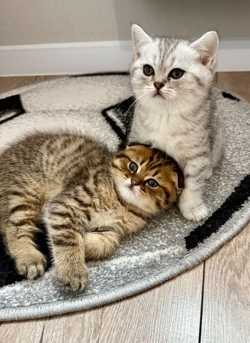 Продам кошенят скотіш фолд