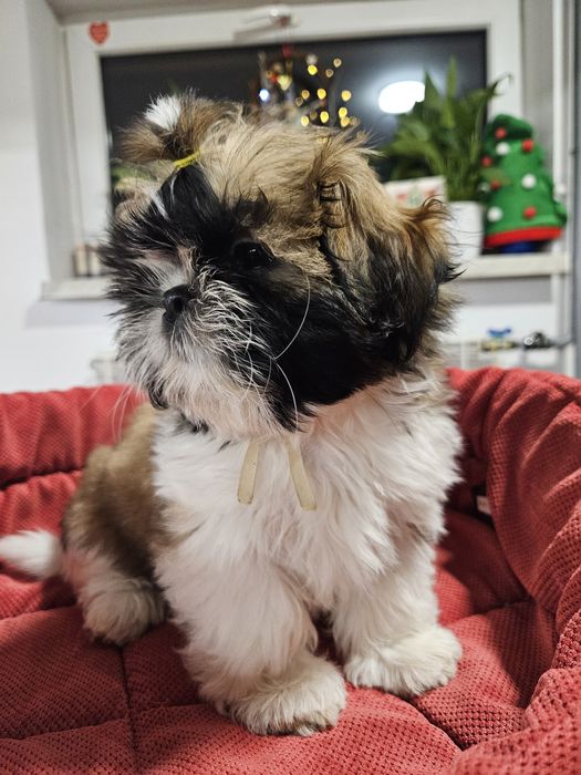 Shih-tzu: Piękna sunia Tricolor ur. 10.11.2025 r
