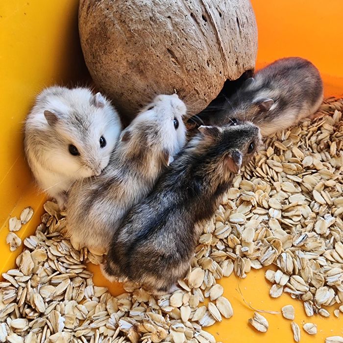 Джунгарський хом’як