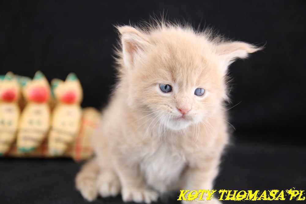 Kocurek Maine Coon Niebieski Klasycznie Pręgowany, Torro Koty Thomasa*