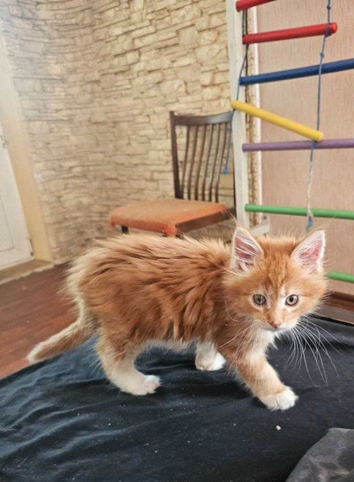 Котенок, 2 мес, мальчик