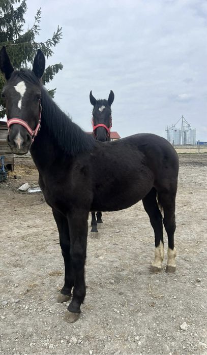 Klacz śląska 12 miesiecy