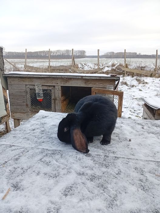 Samiec baran francuski młody