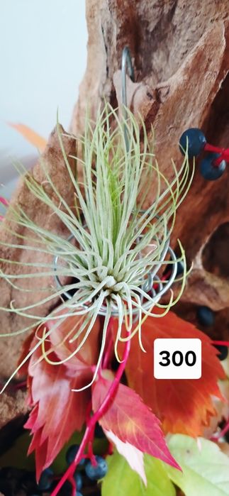 Tillandsia  тилландсия