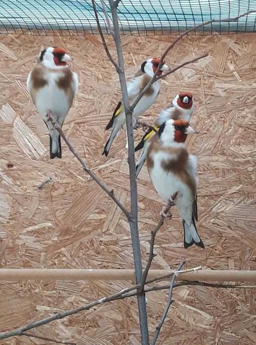 Aves anilhadas 2025/2026 (varias aves)
