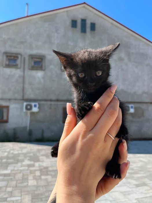 Віддам котиків в хороші руки