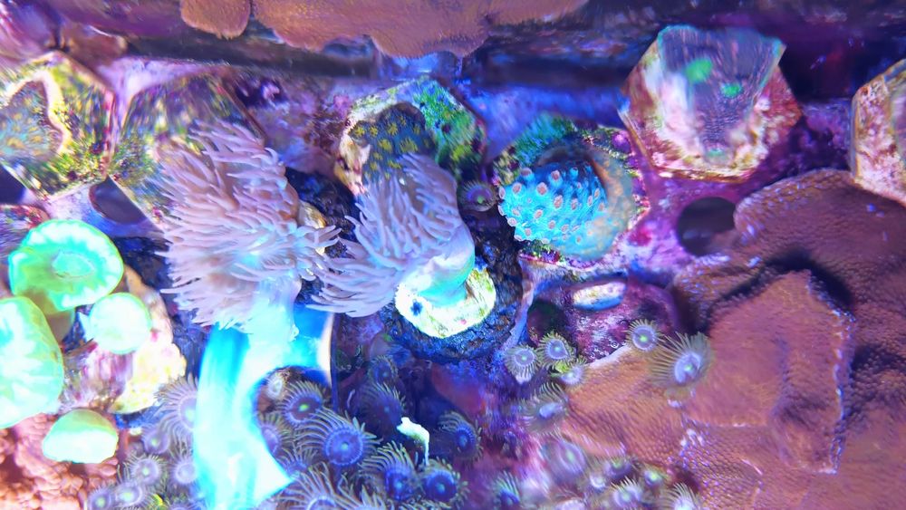 Koral LPS Leptastrea